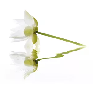 Панно Cerrol City White Lilies 2пл 40x50